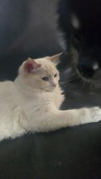 Super mooie fawn mink ragdoll kater eventueel fok., Kater, Gechipt, 0 tot 2 jaar