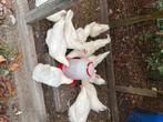 Jonge Poule de Bresse hennen, Dieren en Toebehoren, Pluimvee, Vrouwelijk, Kip