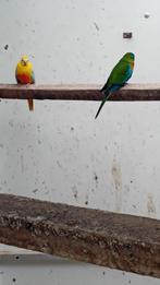 1 koppel roodbuikturquoisines en 1 geelbuik pop, Meerdere dieren, Parkiet