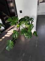 Monstera plant with white ceramic pot, Huis en Inrichting, Kamerplanten, Ophalen, Halfschaduw, Minder dan 100 cm