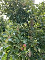 Elstar appelbomen (8 jaar) (grote en kleine bomen), Tuin en Terras, Planten | Bomen, Ophalen, Volle zon, Overige soorten