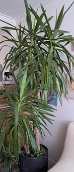 YUCCA🪴  elephantipes kamer plant in pot, Ophalen, 200 cm of meer, Halfschaduw, In pot