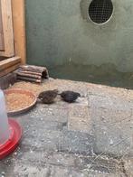 Koppel chinese dwergkwartels, Meerdere dieren, Tropenvogel
