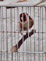 Majoor putters, Dieren en Toebehoren, Vogels | Overige Vogels, Mannelijk