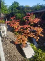 Japanse esdoorn, Tuin en Terras, Ophalen, Bloeit niet, Halfschaduw, Overige soorten