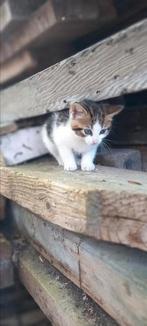 Heel lief poesje te koop!, Dieren en Toebehoren, Katten en Kittens | Overige Katten, Poes, Kortharig, 0 tot 2 jaar