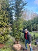 Leylandii's ca 4 meter, Tuin en Terras, Planten | Bomen, Ophalen, Halfschaduw, Overige soorten, Lente
