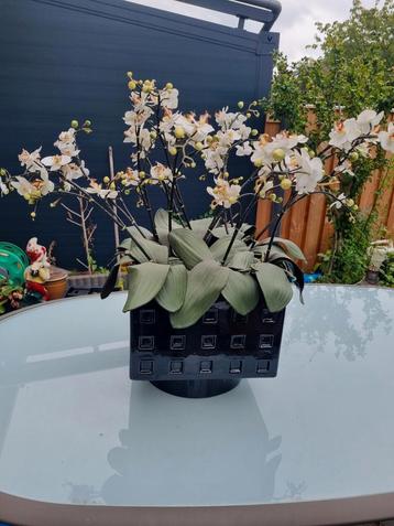 Gina Da design bloempot handgemaakt met kunst orchidee.  beschikbaar voor biedingen