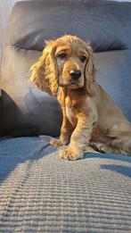 De laatste puppy engelse cocker spaniel, Dieren en Toebehoren, Rabiës (hondsdolheid), 15 weken tot 1 jaar, Meerdere dieren, Eén hond