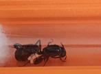 Camponotus L. Mieren met werkers en broed. Incl luxe nest, Mieren