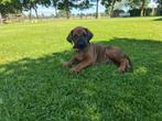 Rhodesian Ridgeback pups nog 1 teefje beschikbaar!, Dieren en Toebehoren, 8 tot 15 weken, Meerdere, Meerdere dieren, Nederland