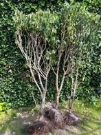 Portugese Laurier 2m, Tuin en Terras, Planten | Bomen, Ophalen, In pot, Halfschaduw, Overige soorten
