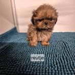 verschillende kleurtjes lieve raszuivere shih tzu pups, Overige rassen, 8 tot 15 weken, Meerdere, Meerdere dieren