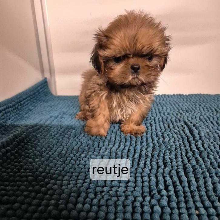 verschillende kleurtjes lieve raszuivere shih tzu pups, Dieren en Toebehoren, Honden | Chihuahua's en Gezelschapshonden, Meerdere dieren