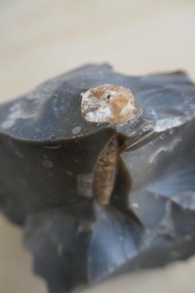 Vuursteen met fossiele belemniet, Verzamelen, Mineralen en Fossielen, Fossiel, Ophalen of Verzenden