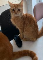 Stella, Poes