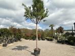 Pinus pinea - Parasolden met stamhoogte 230 cm te koop, Verzenden, Overige soorten, 250 tot 400 cm, Zomer