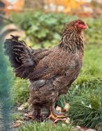 Prachtige brahma hen, Dieren en Toebehoren, Vrouwelijk, Kip