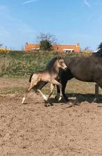 Mooi valk hengst veulen, Dieren en Toebehoren, Hengst, Dressuurpaard, 0 tot 2 jaar