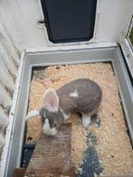 Duitse reus konijnen, Dieren en Toebehoren, Konijnen, Meerdere dieren, Groot