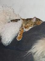 Lieve begaal poes zoekt een Forever home, Dieren en Toebehoren, Katten en Kittens | Dekkaters