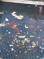 Vijvervissen, Dieren en Toebehoren, Vissen | Aquariumvissen, Vis