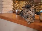 Kat, Kater