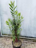 Kruisbladwolfsmelk (Euphorbia lathyris), Zomer, Tweejarig, Overige soorten, Ophalen