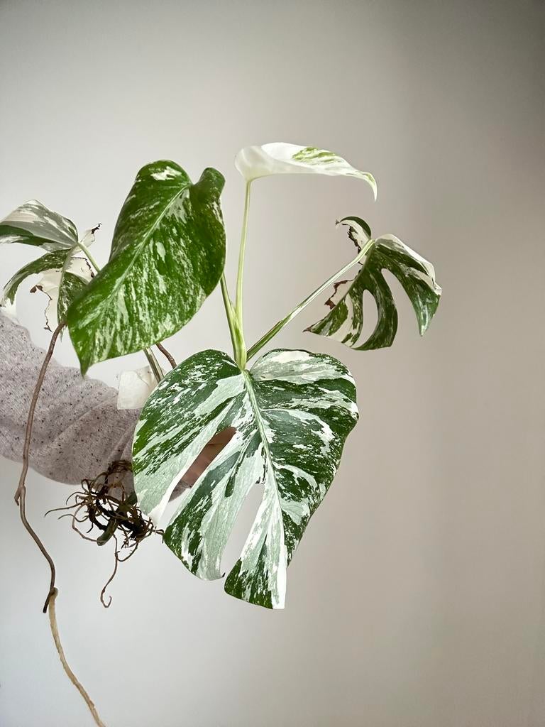 Monstera Albo gewortelde stek no.8, Huis en Inrichting, Kamerplanten, Overige soorten, Minder dan 100 cm, Groene kamerplant, Halfschaduw