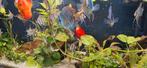 Aquatlantis Aquarium 150 x 70 x 50, Dieren en Toebehoren, Vissen | Aquaria en Toebehoren, Ophalen, Leeg aquarium