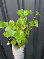 Campanula porscharskyana- klokjesbloem p9, Ophalen, Bodembedekkers, Volle zon, Vaste plant