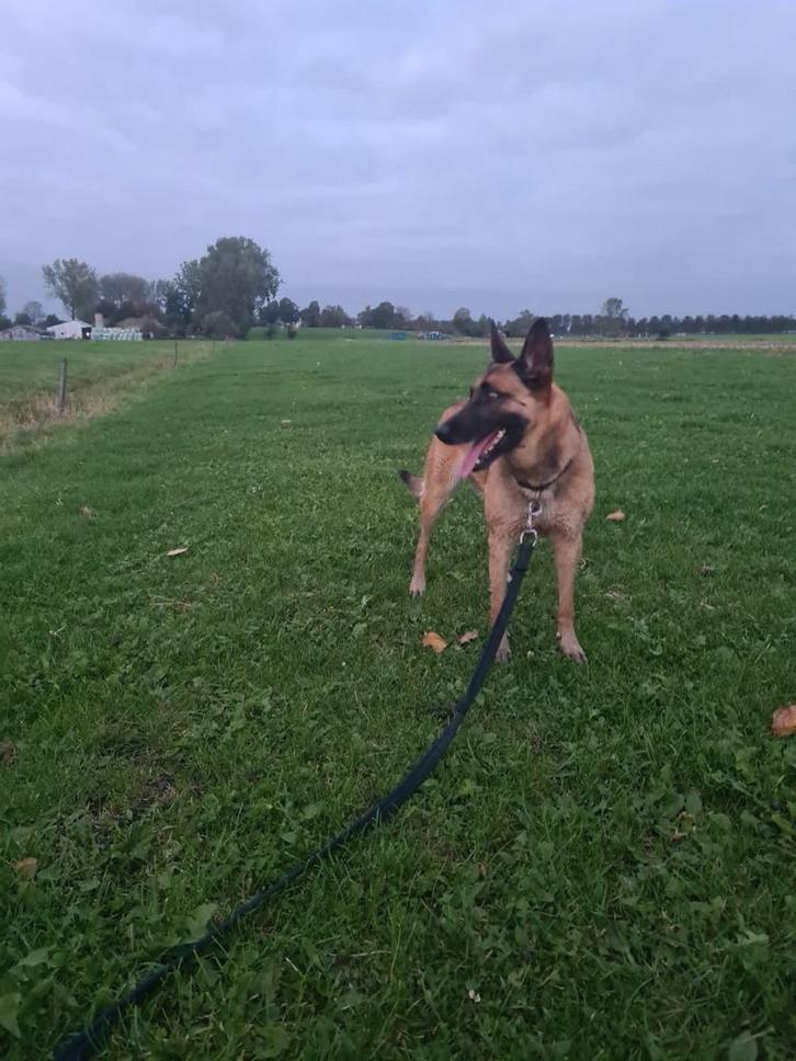 Mechelse Herder zoekt een nieuw huisje!, Dieren en Toebehoren, Honden | Herdershonden en Veedrijvers, Teef, Herder, Fokker | Hobbymatig