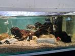 Jaguar Cichliden, Parachromis Managuensis, Dieren en Toebehoren, Vis, Zoetwatervis
