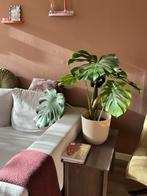 Monstera plant / gatenplant, Huis en Inrichting, Kamerplanten, Ophalen, Halfschaduw, Minder dan 100 cm