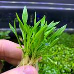 Cryptocoryne parva, Dieren en Toebehoren, Ophalen of Verzenden, Zo goed als nieuw, Plant(en), Steen of Hout