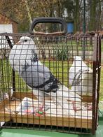 Voorburgse schildkroppers te koop, Dieren en Toebehoren, Meerdere dieren, Overige soorten