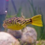 Tetraodon Fahaka - Kogelvis - Koidream Valburg, Dieren en Toebehoren, Vis, Zoetwatervis