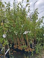 Betula utilis Doorenbos. Witte stam berken. 225 cm, Halfschaduw, Ophalen of Verzenden, 100 tot 250 cm, Zomer