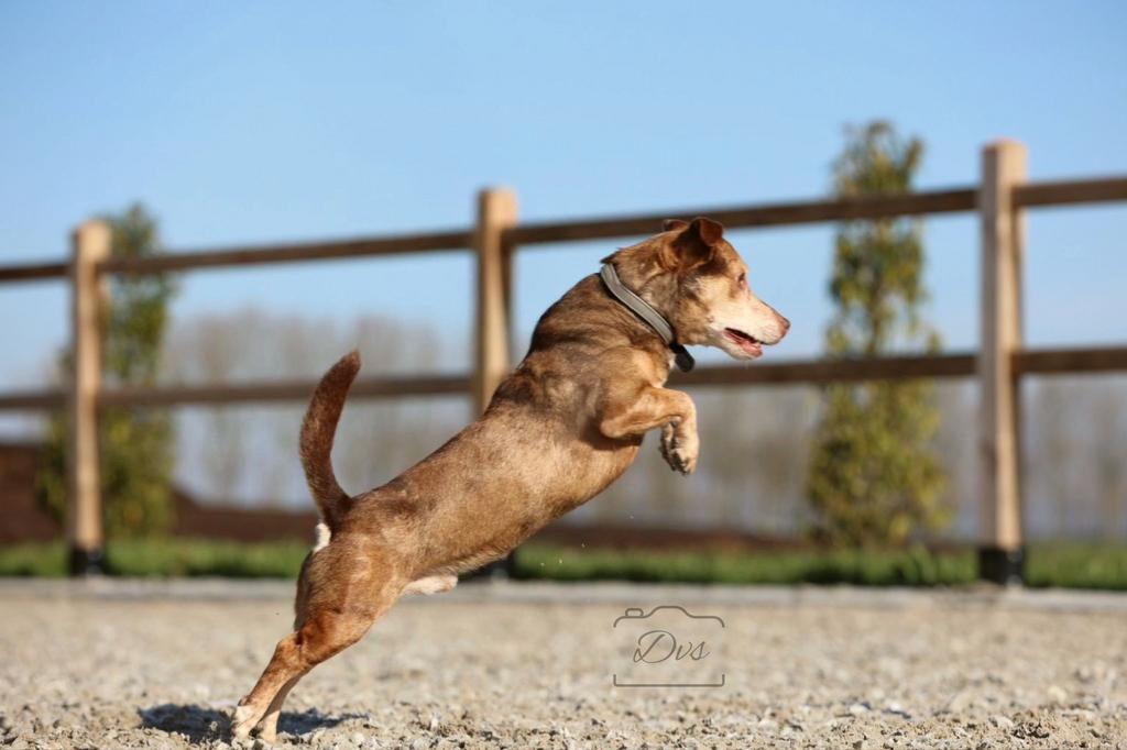 Jack Russel Red Merle dekreu, Dieren en Toebehoren, 6 jaar of ouder, Parvo, Reu, Eén hond