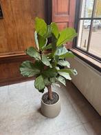 Hydro planten, Ophalen, Halfschaduw, Minder dan 100 cm