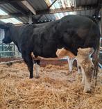 Dikbilkoe met vaarskalf te koop, Dieren en Toebehoren, Runderen, Vrouwelijk