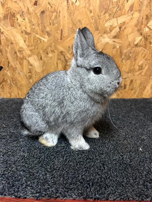 Rasechte Kleurdwerg Chinchilla (dwergkonijn), Dieren en Toebehoren, Konijnen, Dwerg, Mannelijk, 0 tot 2 jaar