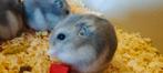 russische hamsters, Dieren en Toebehoren, Knaagdieren, Hamster, Juni, Mannelijk, Tam