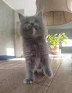 Maine Coon kittens, Dieren en Toebehoren, Katten en Kittens | Raskatten | Langhaar, Poes, Ontwormd, 0 tot 2 jaar