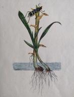 Engelse kopergravure insect -Entomologie -1791, Antiek en Kunst, Kunst | Etsen en Gravures, Ophalen of Verzenden