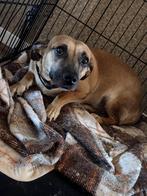 Lieve hond gratis af te halen, Particulier, Buitenland, Teef, Eén hond