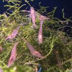 Caridina japonica, Dieren en Toebehoren, Vissen | Aquariumvissen, Vis