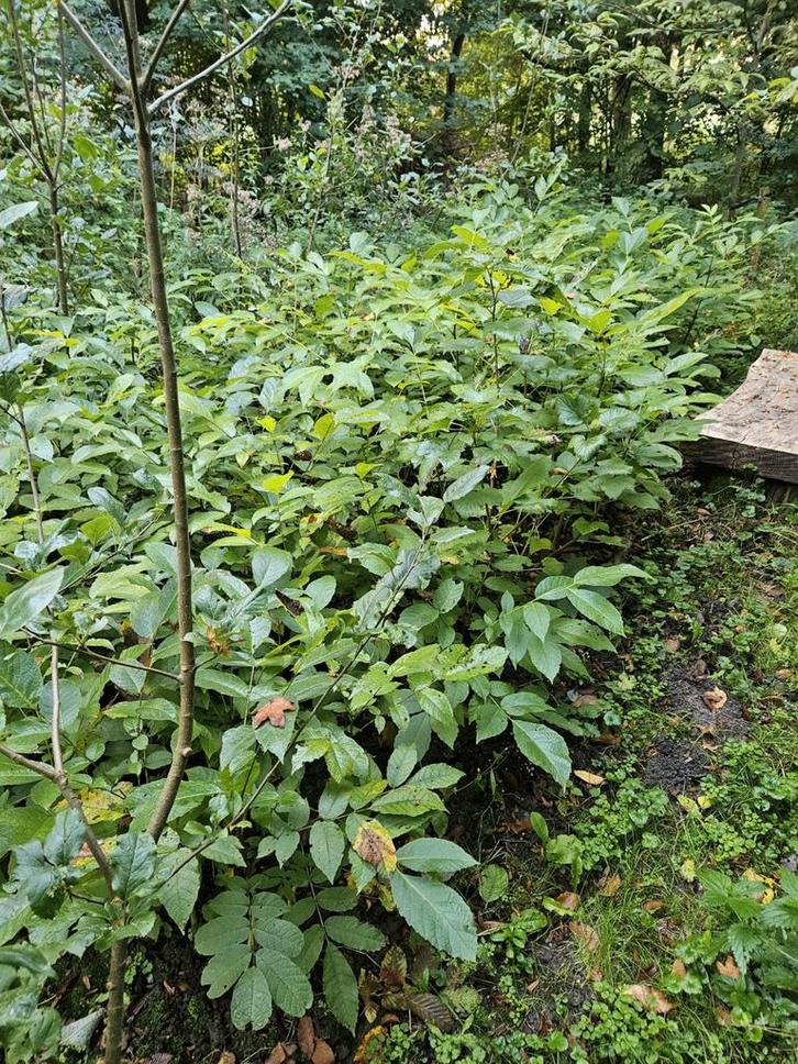 Jonge Biologische Walnootboom (3 jaar), Tuin en Terras, Planten | Bomen, Overige soorten, Ophalen