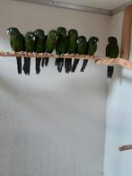 pyrrhura egregia, lepida, perlata, pacifica 2025, Dieren en Toebehoren, Vogels | Parkieten en Papegaaien, Meerdere dieren, Parkiet