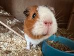 2 Cavia vrouwtjes + toebehoren, Januari, Vrouwelijk, Cavia